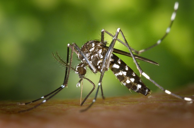 Chikungunya Mosquito